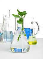 green plants in laboratory equipment