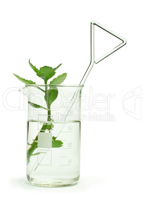 green plants in laboratory equipment