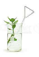 green plants in laboratory equipment