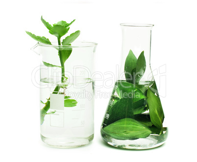 green plants in laboratory equipment