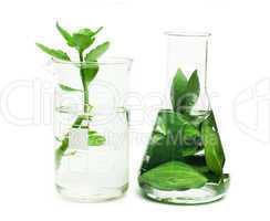 green plants in laboratory equipment