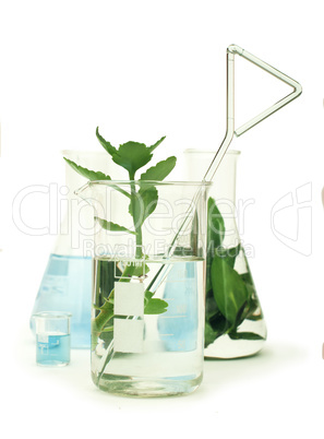 green plants in laboratory equipment