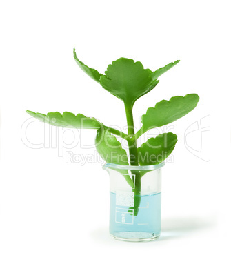 green plants in laboratory equipment