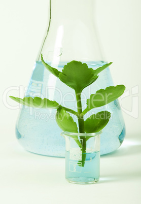 green plants in laboratory equipment