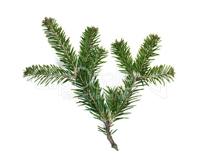 fir branch white isolated