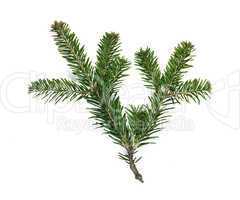fir branch white isolated