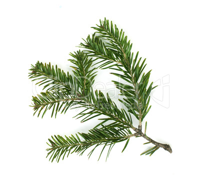 fir branch white isolated