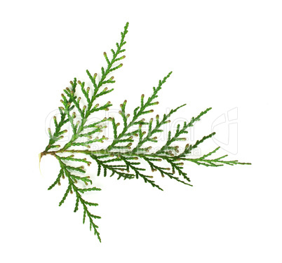 evergreen branch white isolated