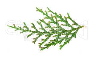 evergreen branch white isolated