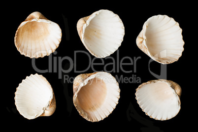 set of sea ??shells black isolated