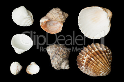 set of sea ??shells black isolated