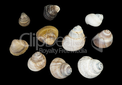 set of sea ??shells black isolated