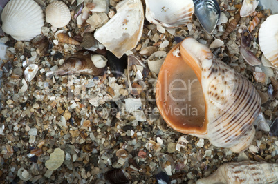 scattered seashells and rapanas