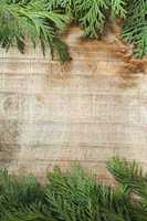 wood and fir branches background