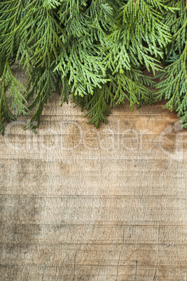 wood and fir branches background