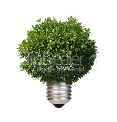 lamp made ??of green tree. ecology conception