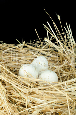 organic domestic white eggs in straw nest