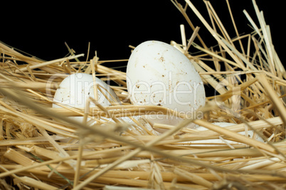 organic domestic white eggs in straw nest