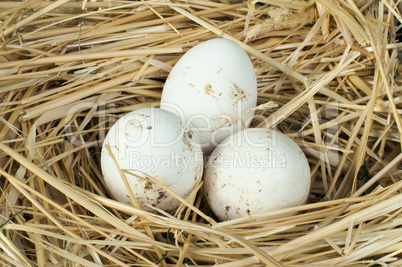 organic domestic white eggs in straw nest