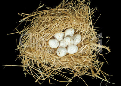 organic white eggs in straw nest