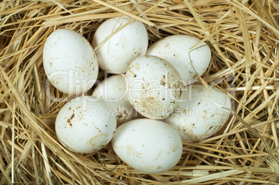 organic domestic white eggs in straw nest