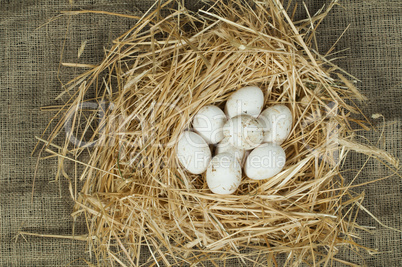 organic domestic white eggs in straw nest