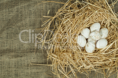 organic domestic white eggs in straw nest