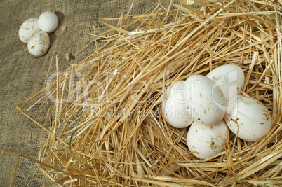 organic domestic white eggs in straw nest