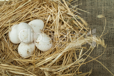 organic domestic white eggs in straw nest