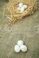 organic white domestic eggs in straw nest