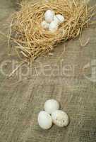 organic white domestic eggs in straw nest
