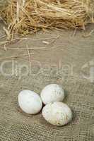 organic white domestic eggs