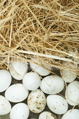 organic white domestic eggs and straw
