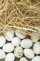 organic white domestic eggs and straw