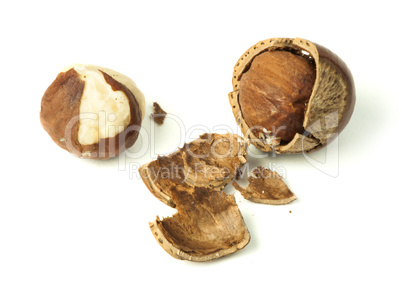 closeup raw hazelnuts white isolated