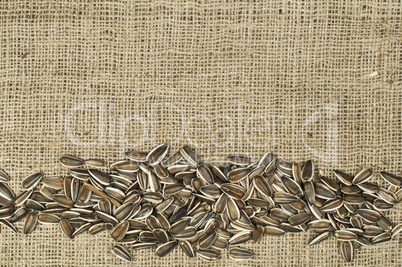 closeup raw sunflower seeds on burlap