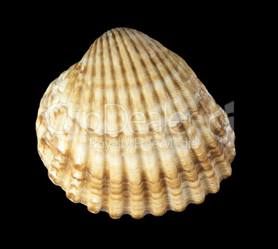 clams shells