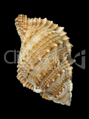 shell rapana