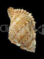 shell rapana