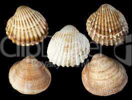 clams shells