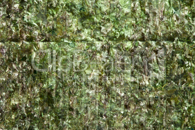 green algae nori