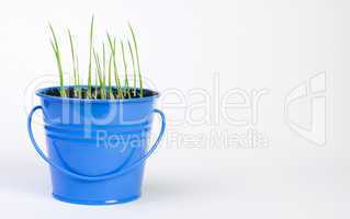 young potted plants