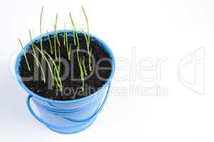 young potted plants