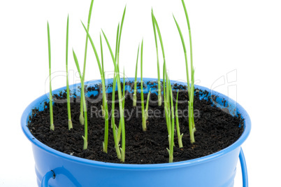 young potted plants