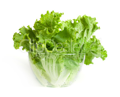lettuce in a glass bowl