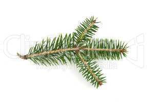 fir branch: