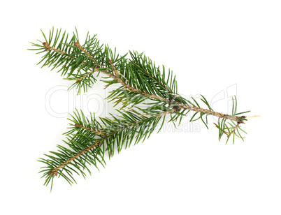 fir branch: