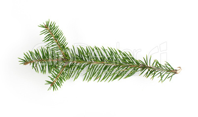fir branch: