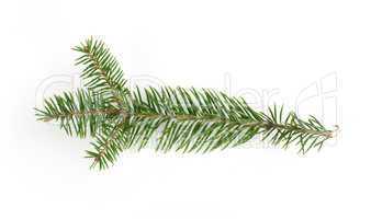 fir branch: