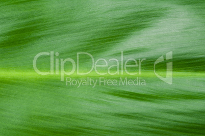 natural background of green leaf